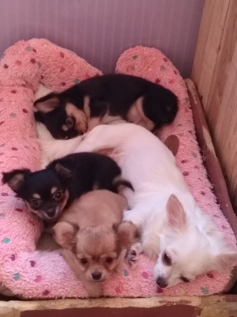 chiot Chihuahua De La Vallée Des Anges Serisiens
